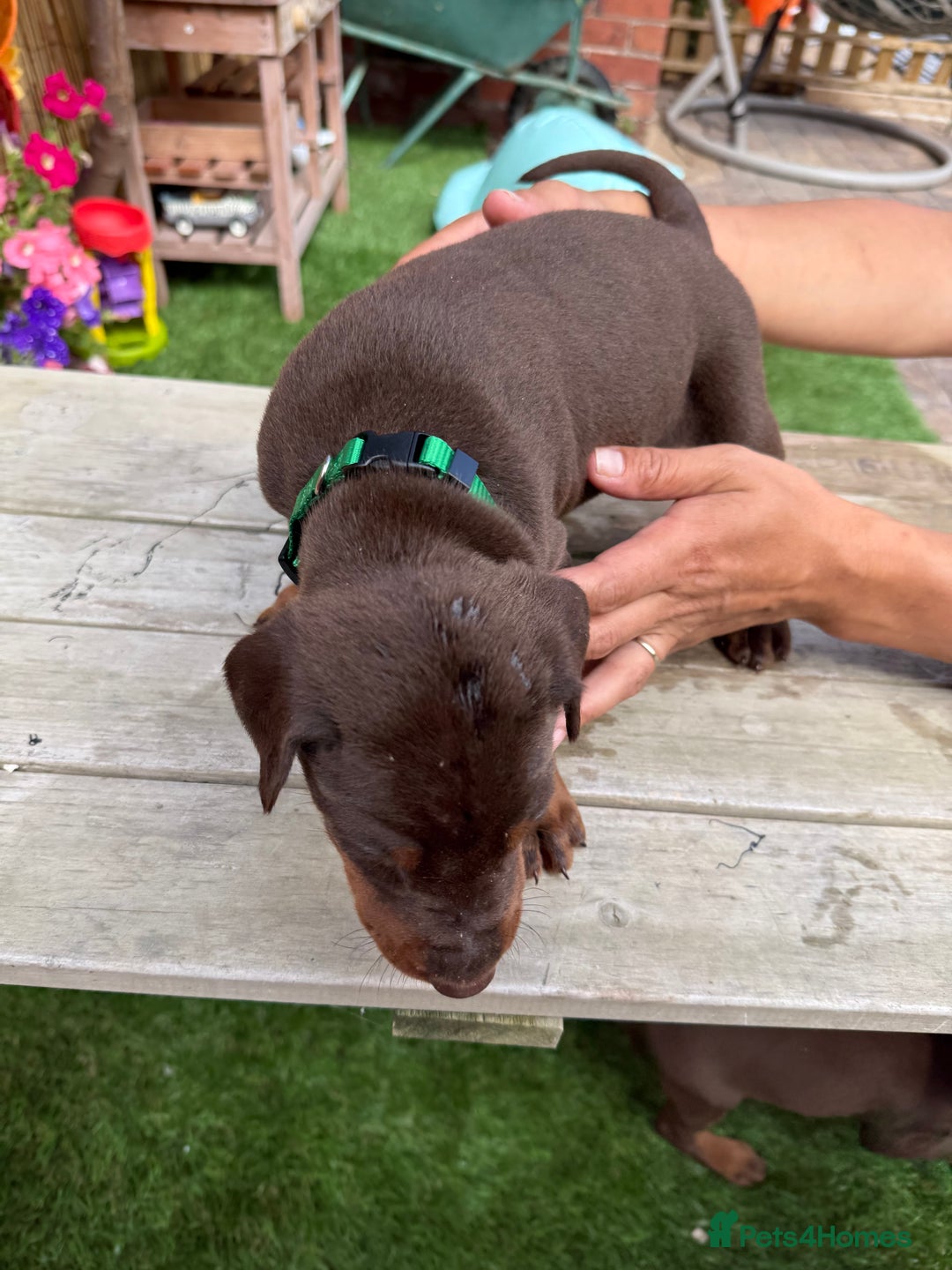 Dobermann dogs for sale: Doberman brown & tan - Image 29