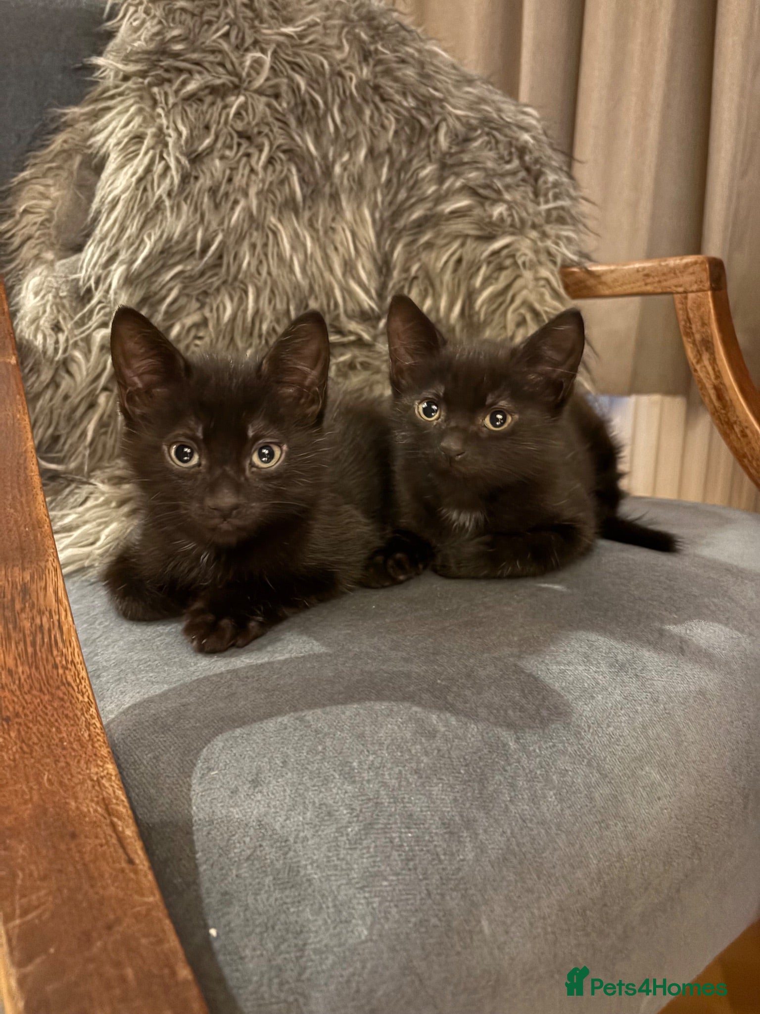 Mixed Breed cats Beautiful black playful Kittens - Advert 1