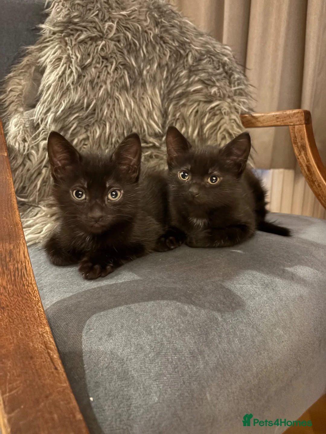 Mixed Breed cats for sale: Beautiful black playful Kittens - Advert 1