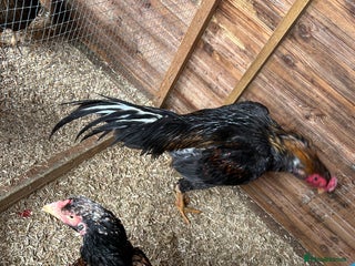 Chickens poultry Mixed chickens in Rotherham - Advert 1