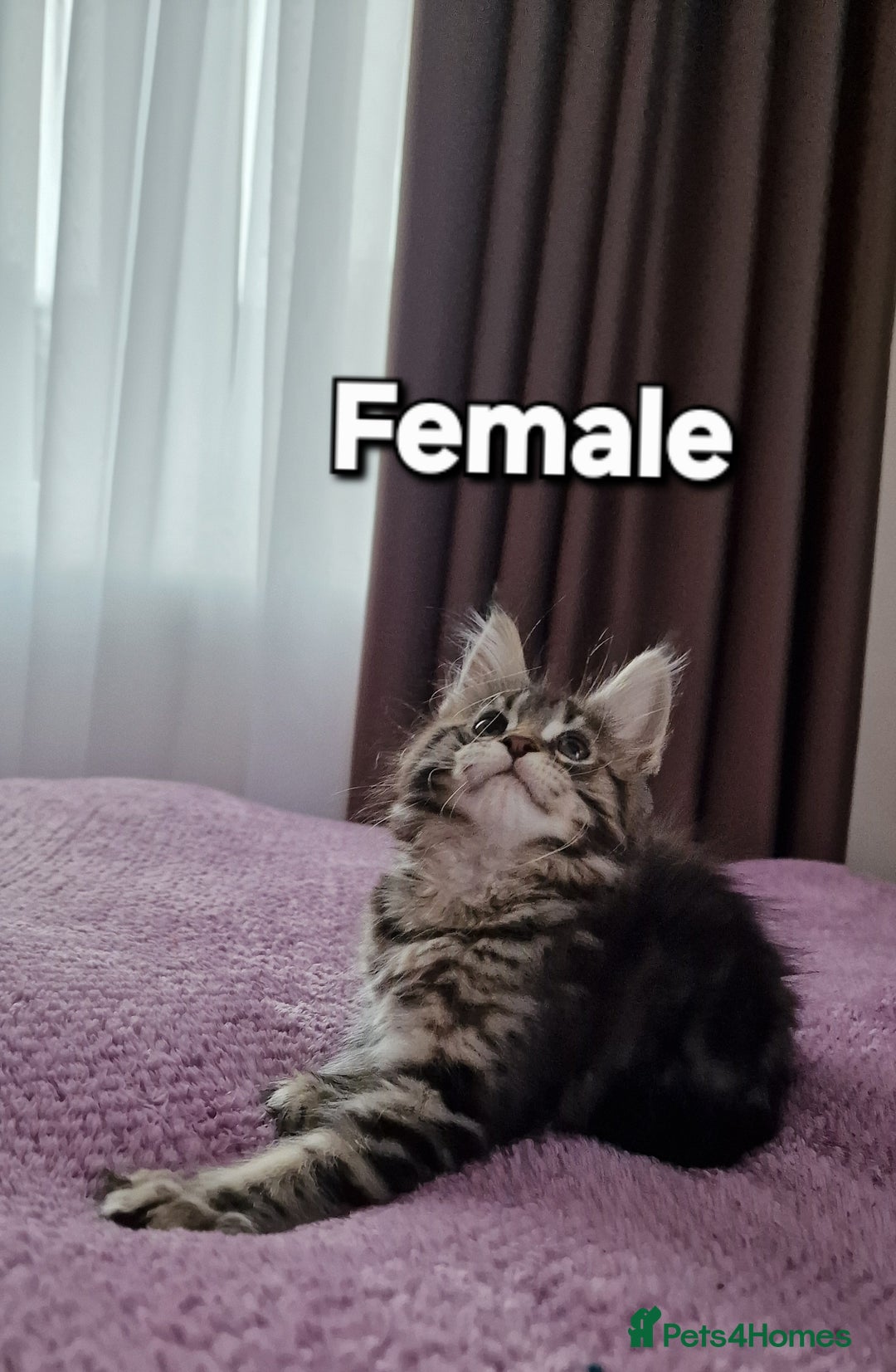 Maine Coon cats for sale: Pure Maine coon - Advert 34