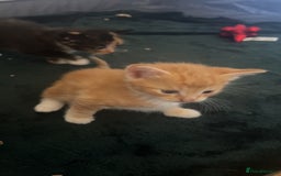 Mixed Breed cats for sale: Beautiful little kitten - Image 6