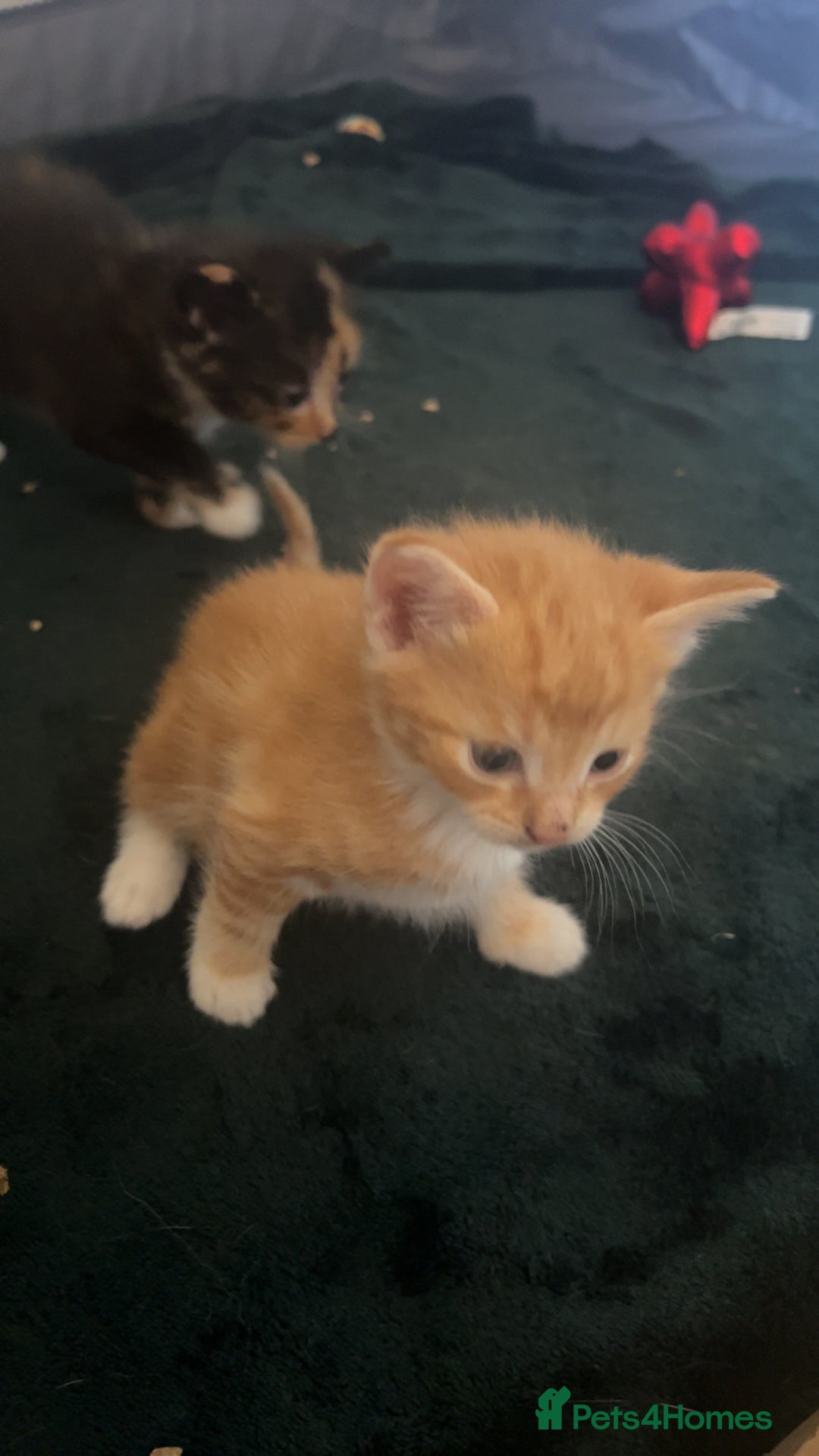 Mixed Breed cats for sale: Beautiful little kitten - Image 6