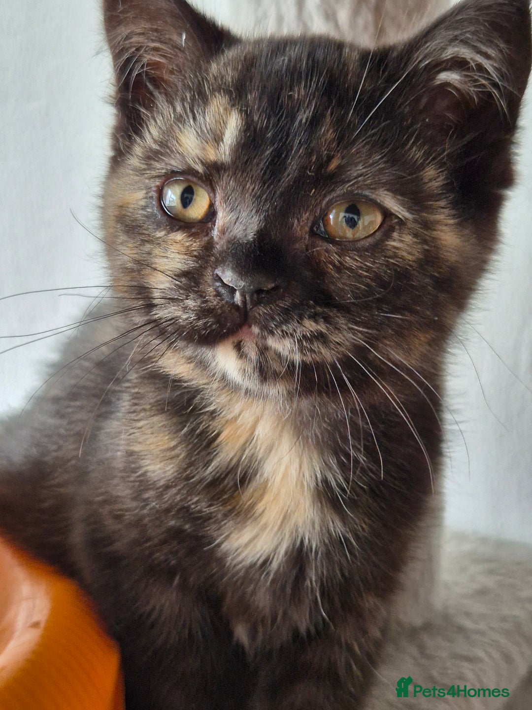 Selkirk Rex cats for sale: Pedigree Selkirk rex  kittens ready now  in Burnham-on-Sea - Image 24