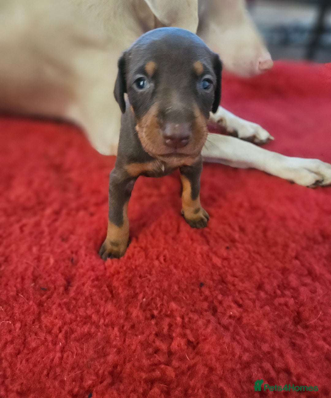 Dobermann dogs for sale: International Champ Bloodlines Pups Ready 25th DEC - Advert 15