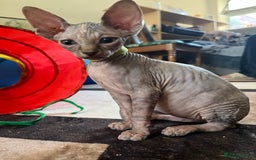 Sphynx cats for sale: 5 Playful & Affectionate Sphynx Kittens - Image 4