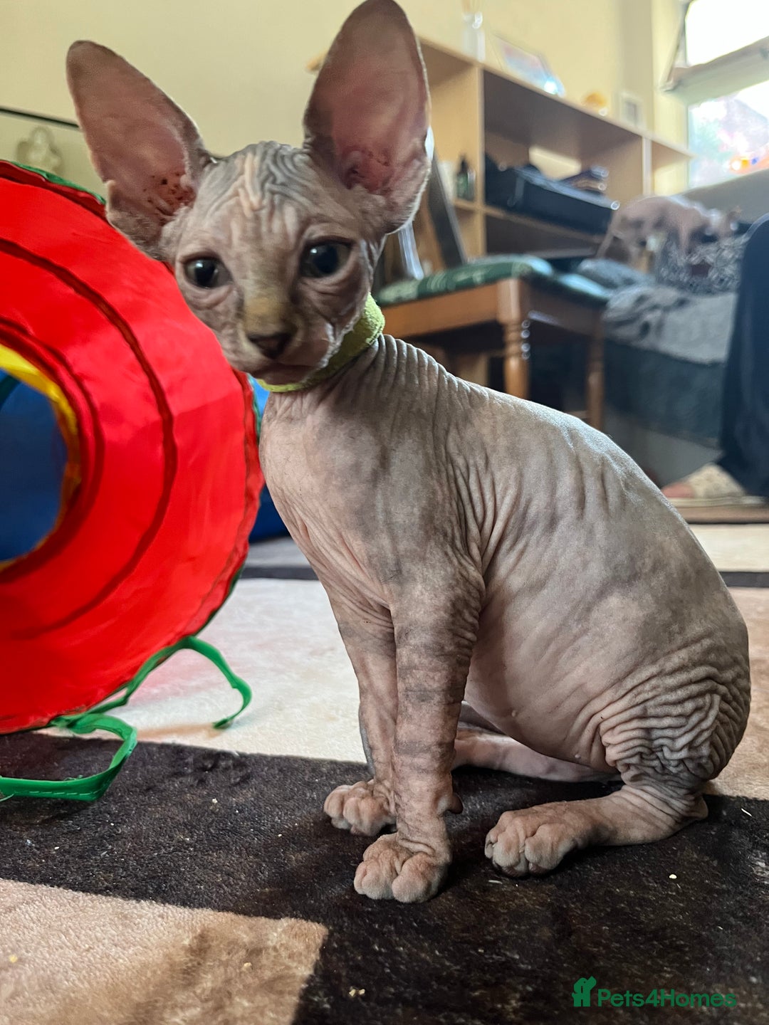 Sphynx cats for sale: 5 Playful & Affectionate Sphynx Kittens - Image 4