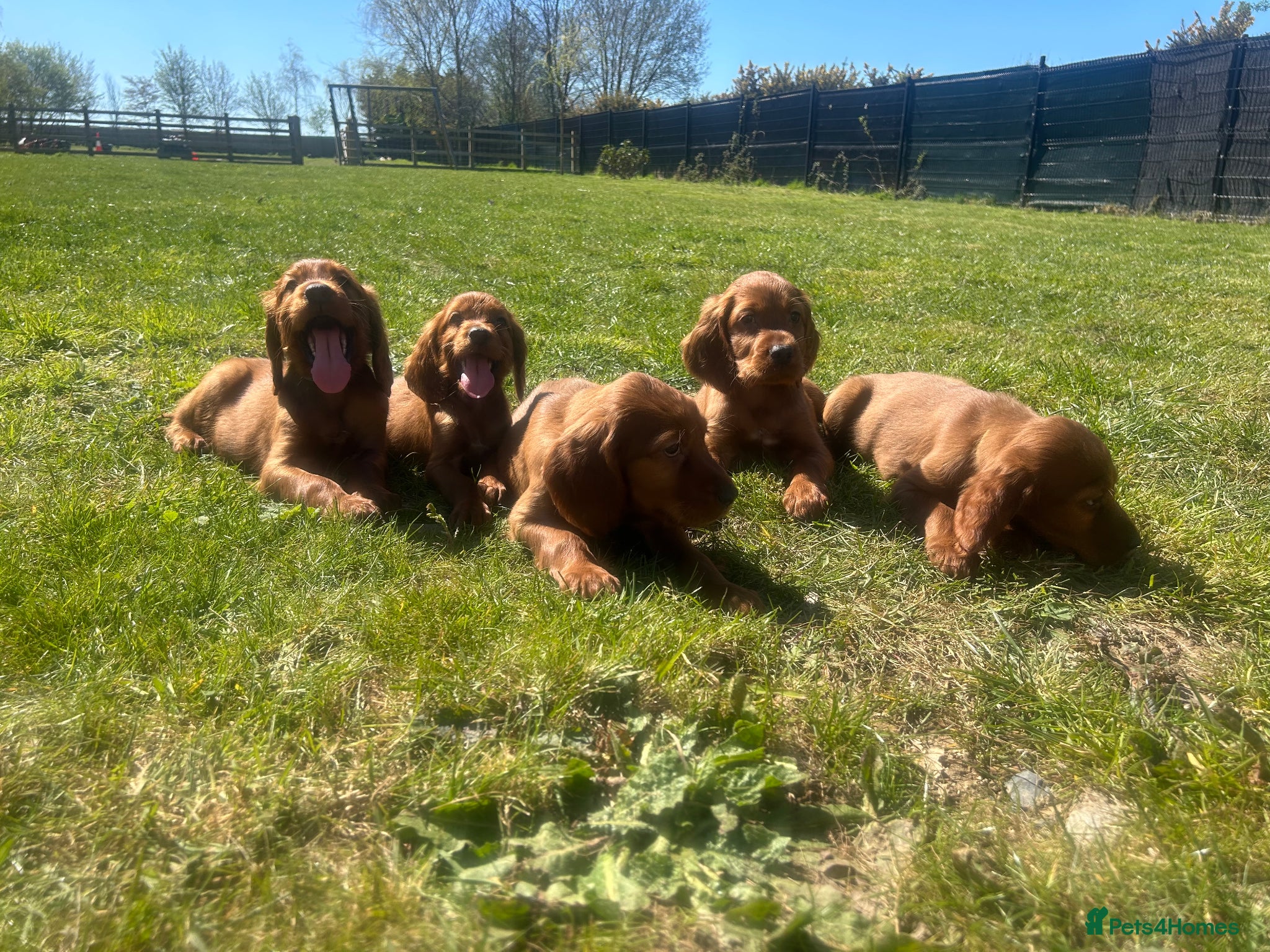 Irish Setter dogs Ready next week Beautiful Irish setter puppies  - Advert 1