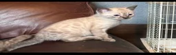 Bengal cats for sale: 🐾 Stunning TICA Registered Bengal Kittens 🐾 - Advert 30