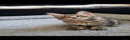Maine Coon cats for sale: Maine Coon Kittens  - Advert 8