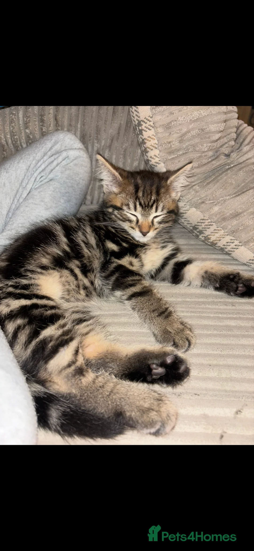 Mixed Breed cats for sale: Gorgeous 5 month old kitten in Kettering - Advert 1