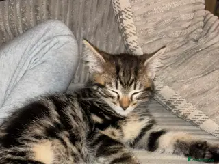 Mixed Breed cats Gorgeous 5 month old kitten in Kettering - Advert 1