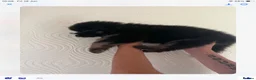 German Shepherd dogs for sale: Big beautiful German shepherd pups - Advert 7
