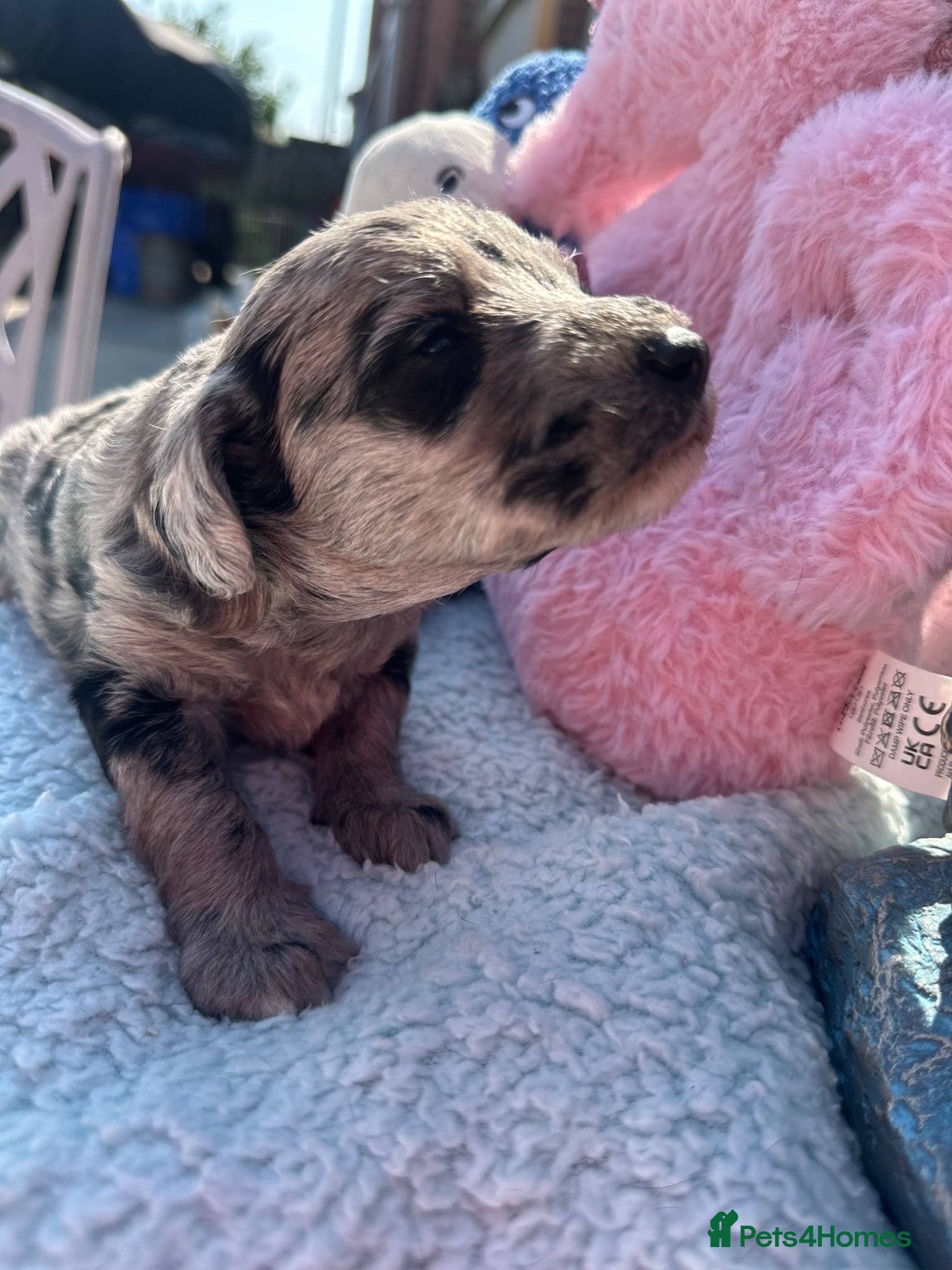 Schnoodle dogs F1B Stunning Merle Schnoodle  - Advert 1