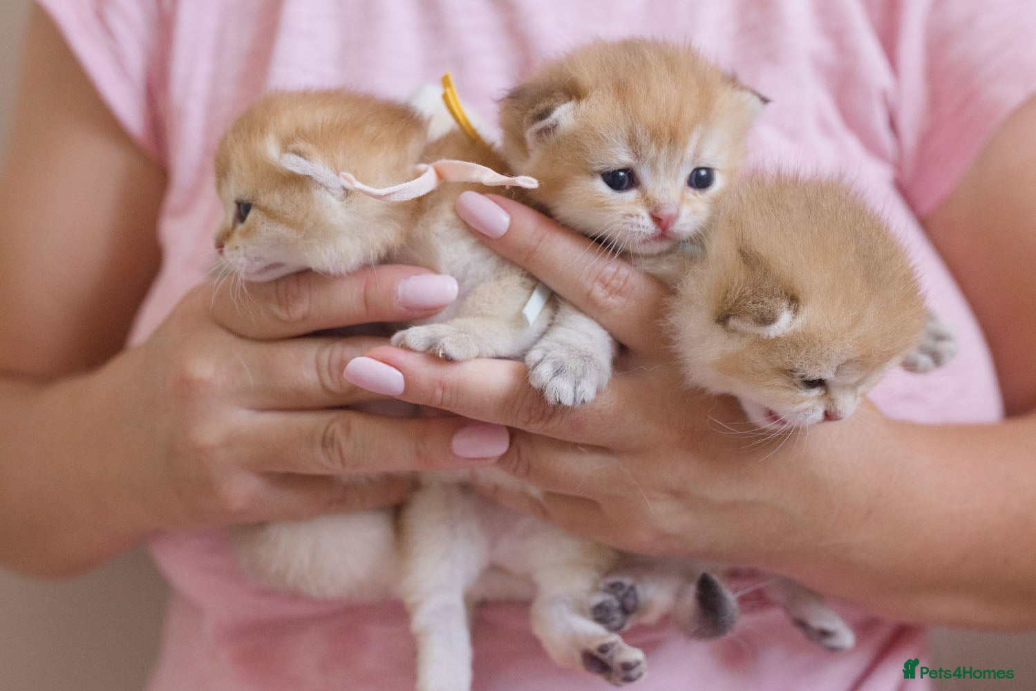 British Shorthair cats Golden Blue and Golden BSH kittens - Advert 15