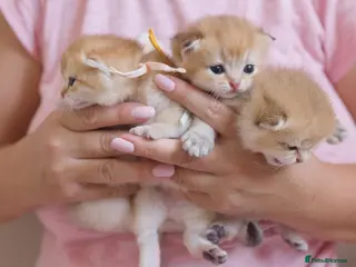 British Shorthair cats Golden Blue and Golden BSH kittens - Advert 1