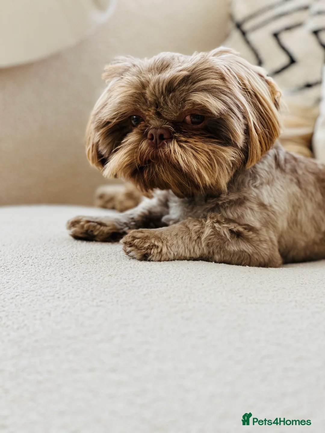 Shih Tzu dogs for stud: Chocolate Shih Tzu for Stud - Advert 5