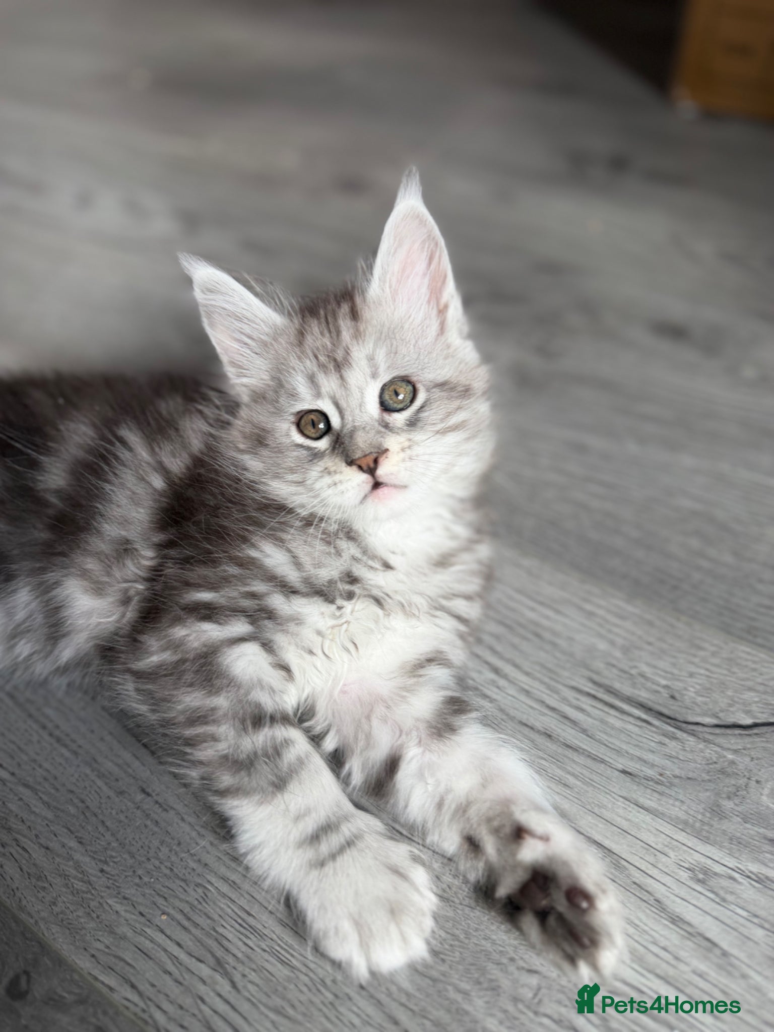 Maine Coon cats ACTIVE, Maine Coon Kittens, Ready to Reserve! - Advert 4