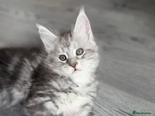 Maine Coon cats ACTIVE, Maine Coon Kittens, Ready to Reserve! - Advert 13