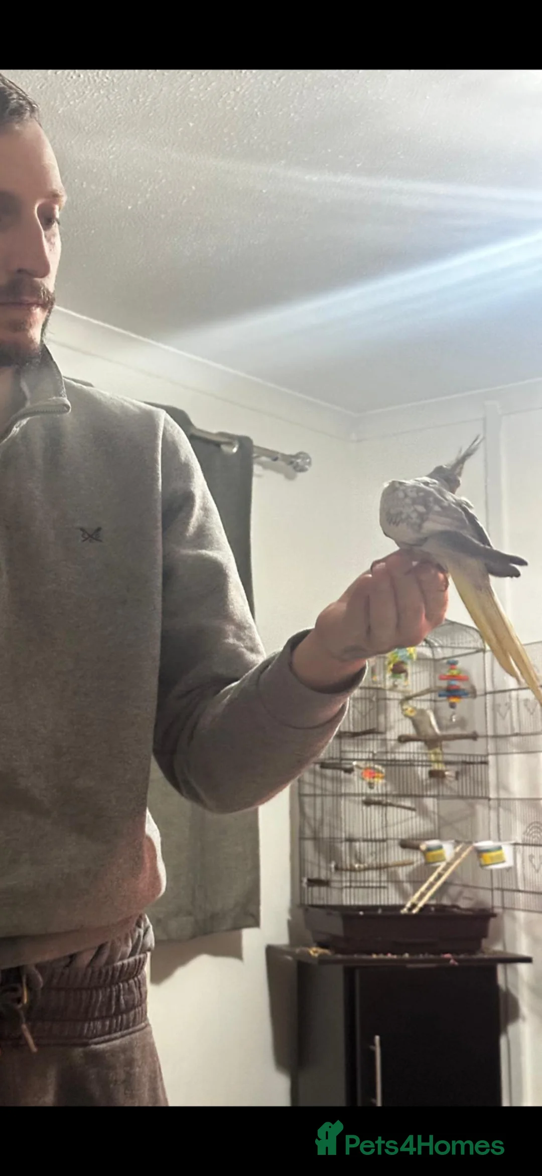 Cockatiels birds for sale: 2 cockateils for sale  in Basingstoke - Advert 9