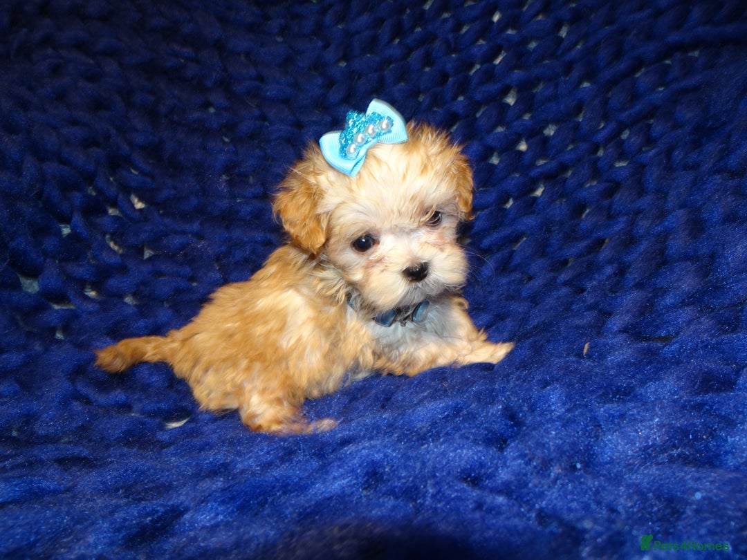 Maltipoo dogs for sale: *Micro Tiny F1 Maltese x Toy Poodle Maltipoo Pup* - Image 9