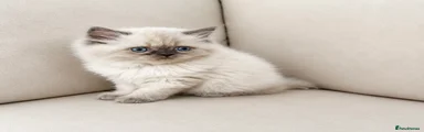 Persian 1
