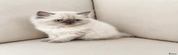 Persian cats for sale: Persian  - Advert 6