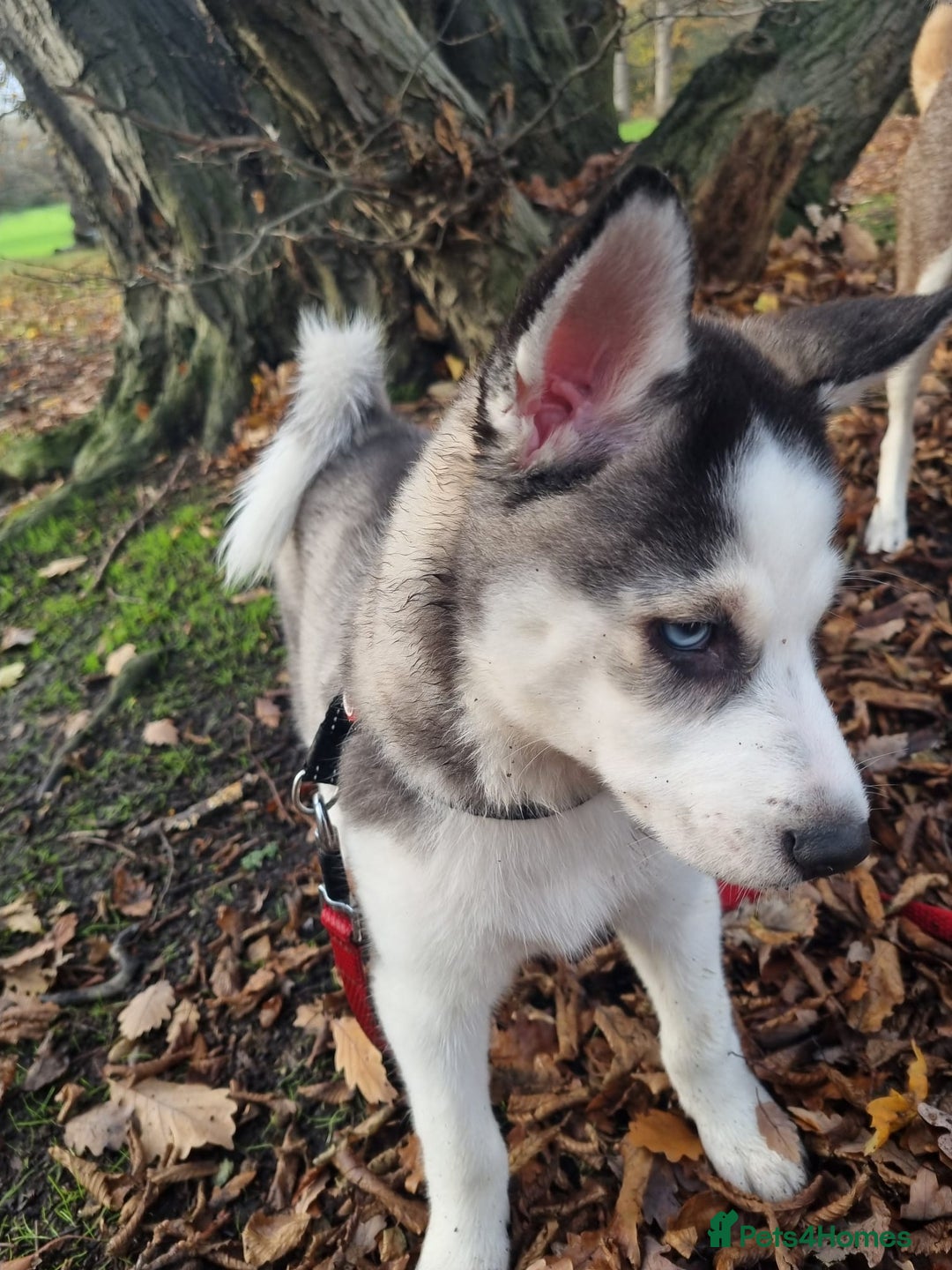 Mixed Breed dogs for sale: Pomsky for sale - Advert 10