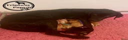 Labrador Retriever dogs for sale: 🖤💛 ADORABLE LABRADOR PUPPIES 💛🖤 - Advert 30