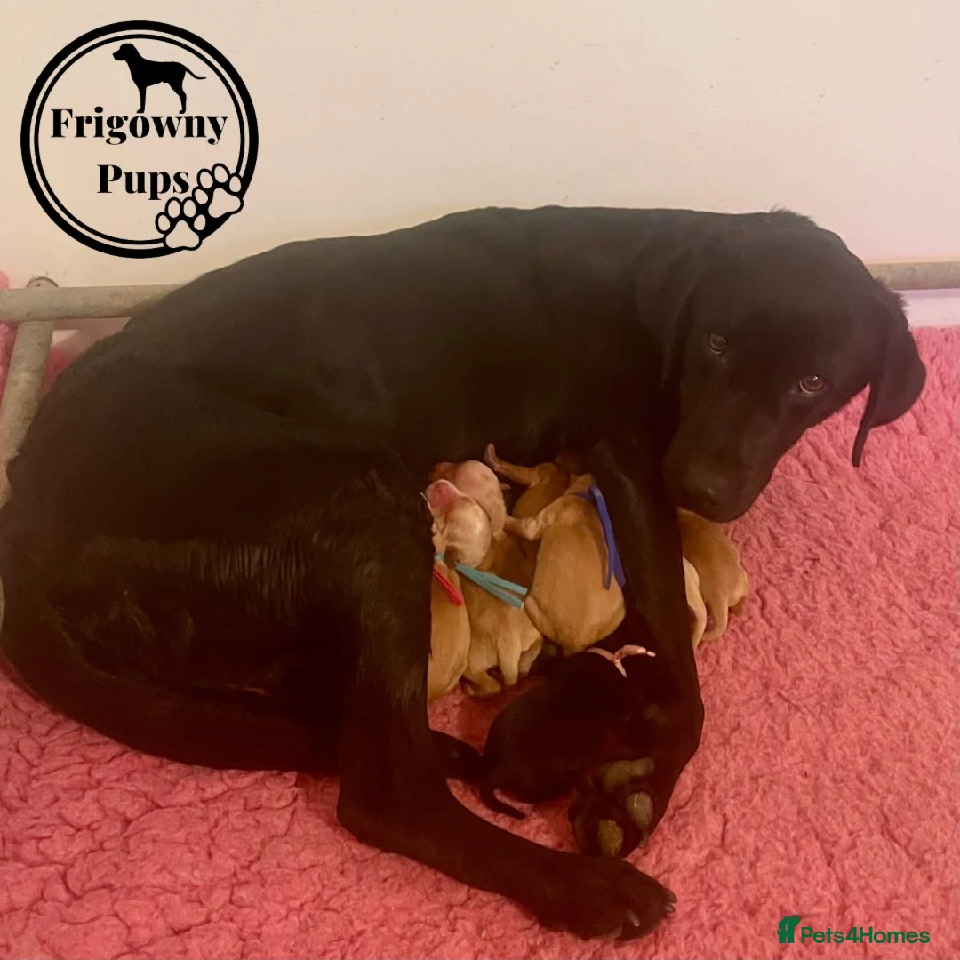 Labrador Retriever dogs for sale: 🖤💛 ADORABLE LABRADOR PUPPIES 💛🖤 - Advert 30