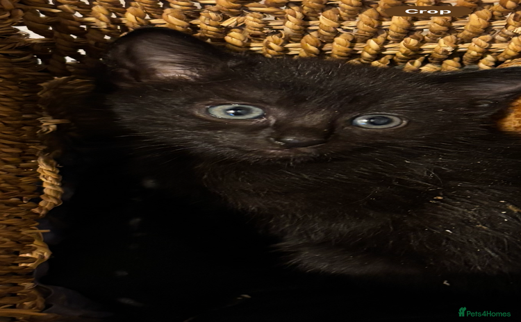 Domestic Shorthair cats - Advert 2