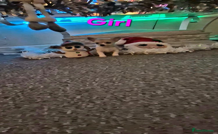 Chihuahua dogs Small chihuahua puppies  - Advert 1