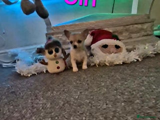 Chihuahua dogs Small chihuahua puppies - Advert 1