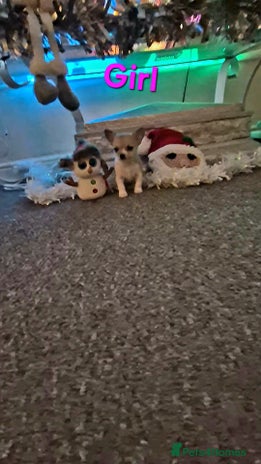 Chihuahua dogs Small chihuahua puppies - Advert 1