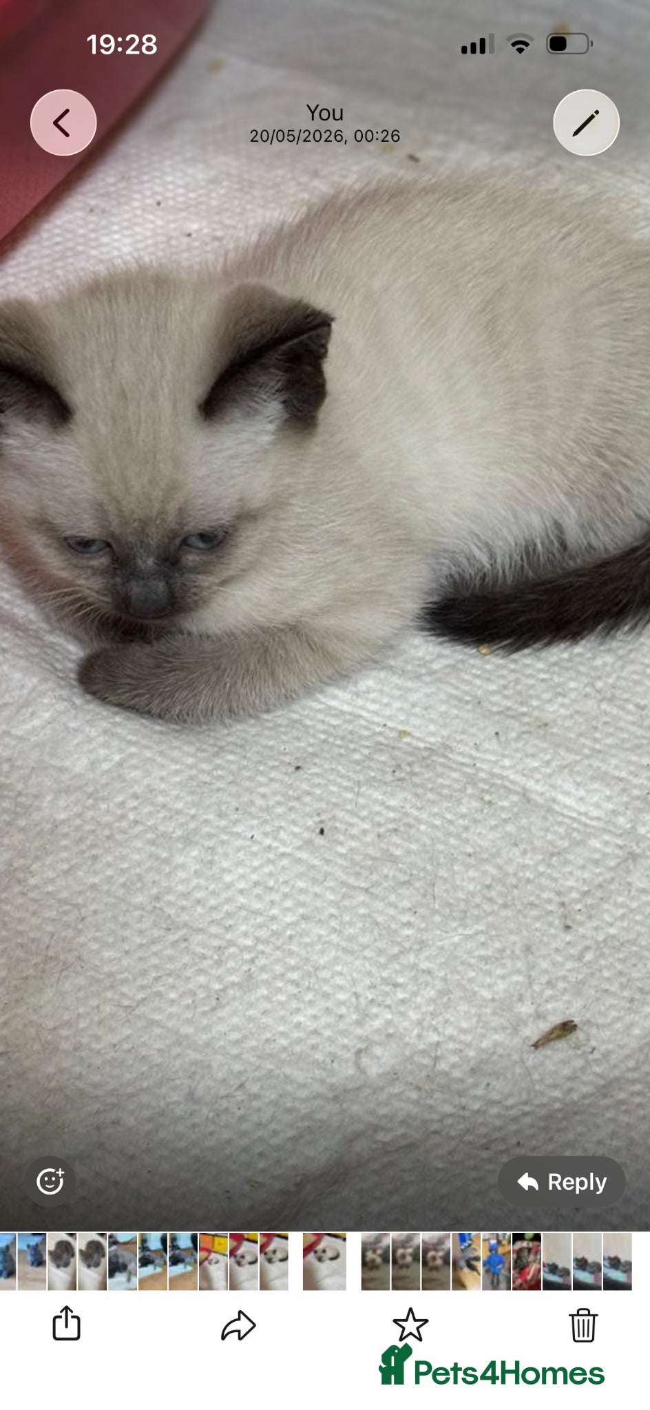 British Shorthair cats for sale: 3beautiful girls ready to find their forever home  - Advert 1