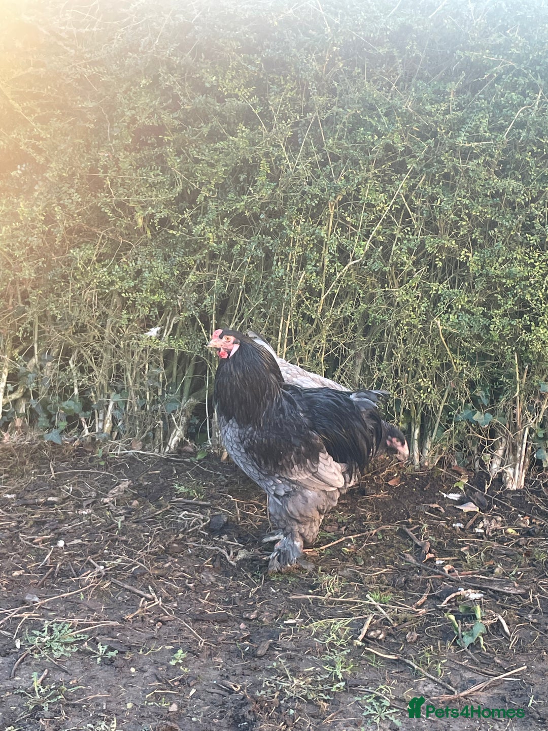 Chickens poultry for sale: Brahma Cockerel  - Advert 1