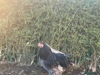 Chickens poultry Brahma Cockerel - Advert 6