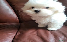 Maltese dogs for sale: Small Fluffy KC Maltese Puppy Family Raised & Love - Image 3