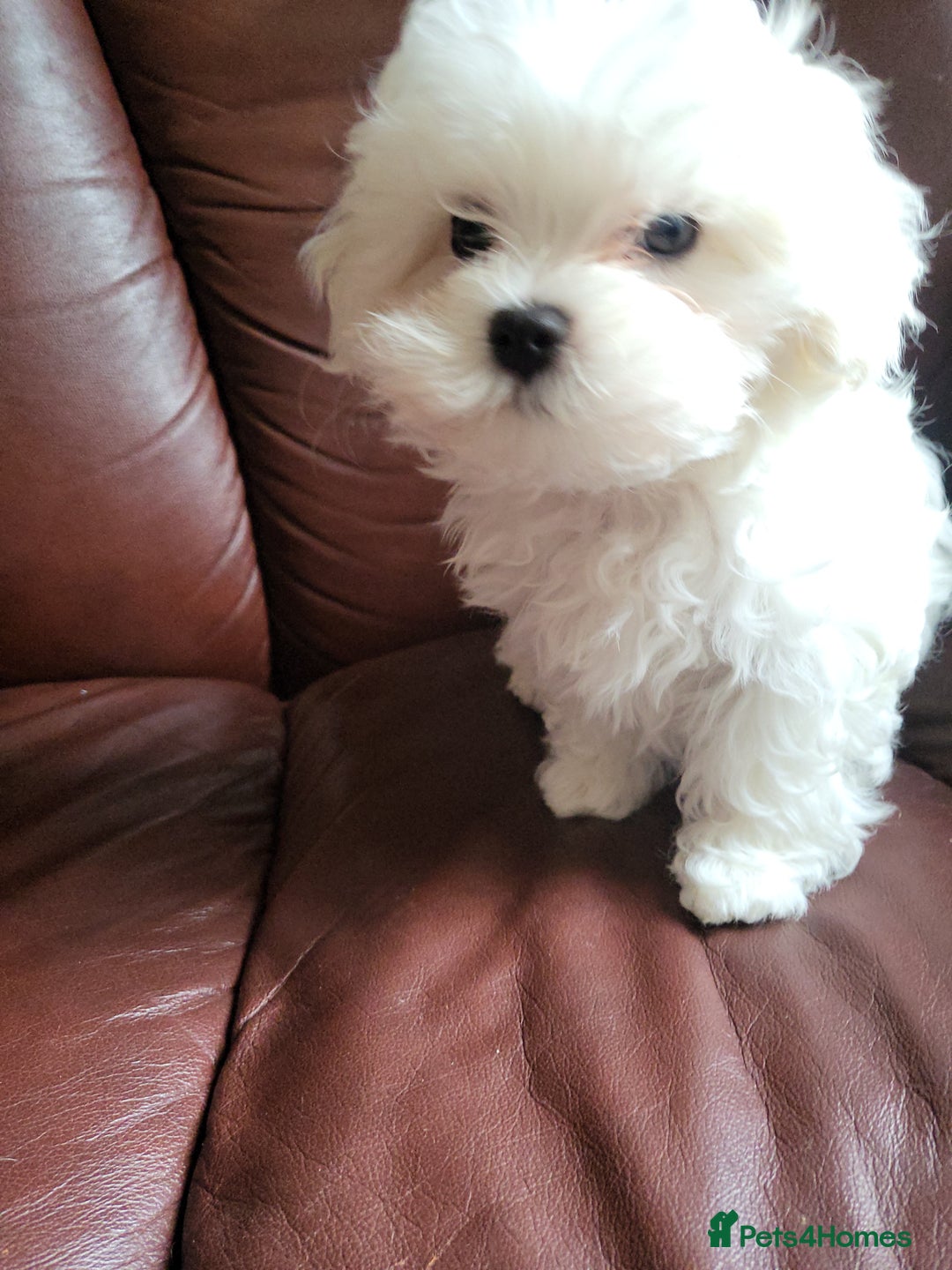 Maltese dogs for sale: Small Fluffy KC Maltese Puppy Family Raised & Love - Image 3