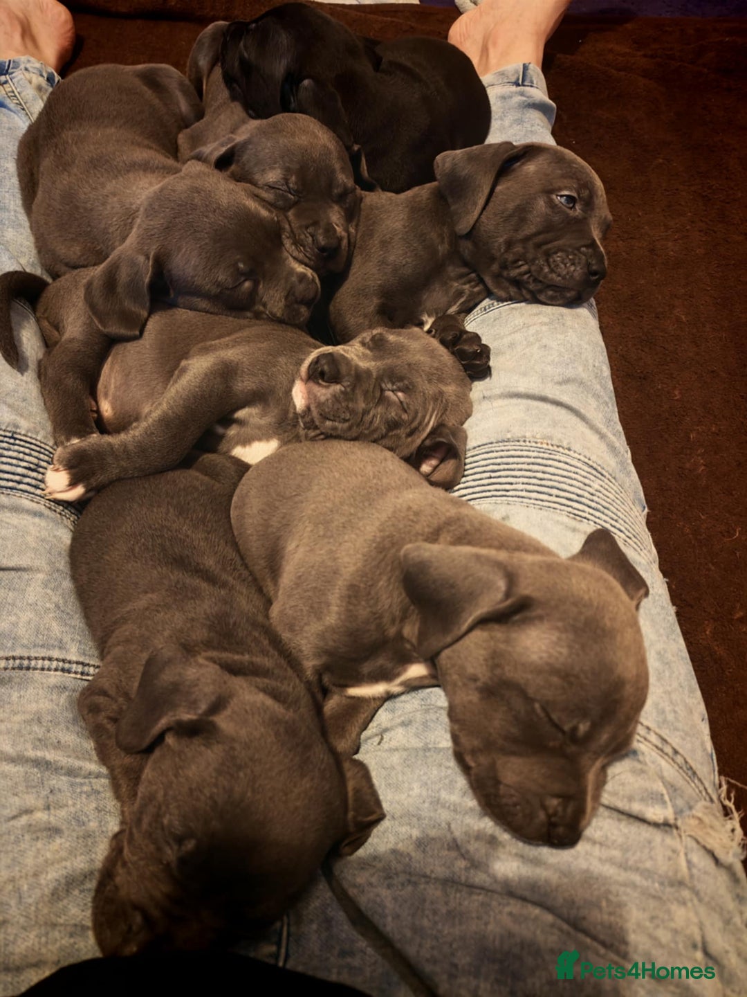 Mixed Breed dogs for sale: Adorable pupies waitinh for a new home - Advert 3