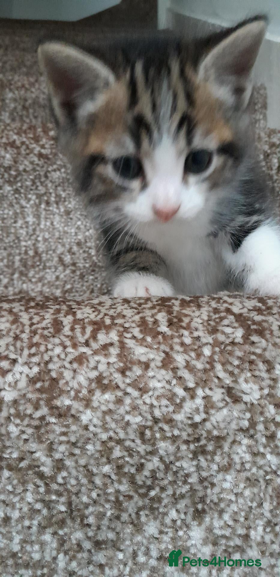 European cats for sale: Kittens for sale - Advert 5