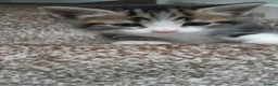 European cats for sale: Kittens for sale - Advert 1