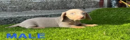 Miniature Dachshund dogs for sale: ❤️Adorable Isabella Miniature Dachshund Puppies 🐶 - Advert 8