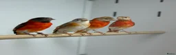 Finches birds for sale: Red siskins - Advert 2