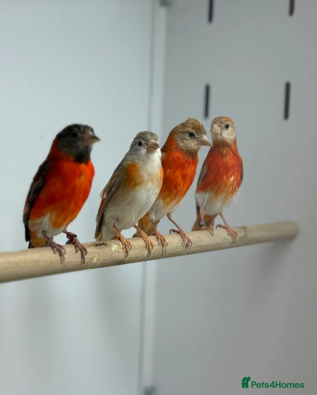 Finches birds for sale: Red siskins - Advert 2