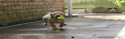 Labrador Retriever dogs for sale: 2 Yellow dog pups available - Strong working lines - Advert 3