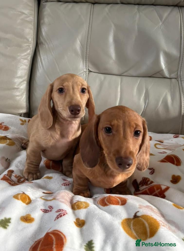 Miniature Dachshund dogs for sale: FULLY VACCINATED MINI DAXI KC REG PRA CLEAR - Advert 2