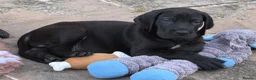 Great Dane dogs for sale: Blue & black puppies waiting for loving homes. in Worksop - Advert 6
