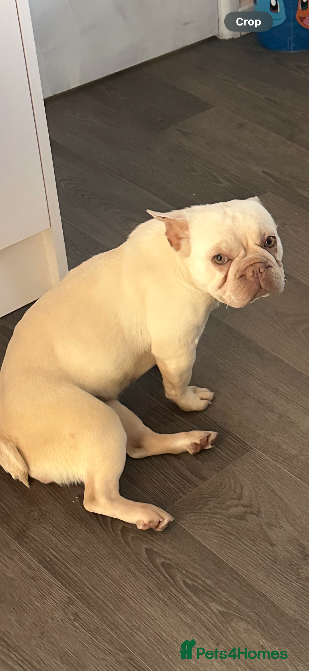 French Bulldog dogs for sale: Female French bulldog  - Advert 1