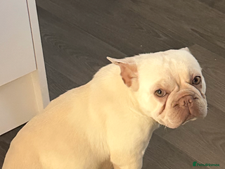 French Bulldog dogs Female French bulldog - Advert 2